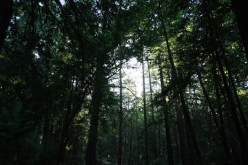 Redwood trees with sunlight behind
