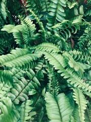Green plant and leaves background. Nephrolepis exaltata or Boston Swordfern or Boston Fern Kinney is an common tropical ornamental plant, mainly for its easy care.