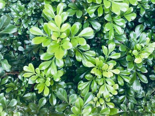 Green plant and leaves background. It's an common tropical ornamental plant, mainly for its easy care.