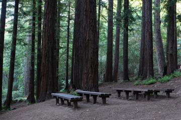 Fototapeta premium Red wood trees with benches to relax