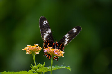 butterfly on flower