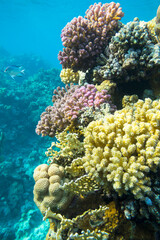 Naklejka na ściany i meble Colorful coral reef at the bottom of tropical sea, hard corals, underwater landscape