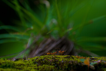 ANTS ON THE MOSS 