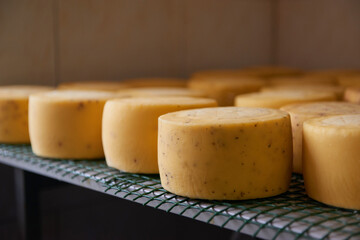 A row of aging cheeses on wooden shelves in the farm's maturing cellar