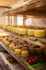 A row of aging cheeses on wooden shelves in the farm's maturing cellar