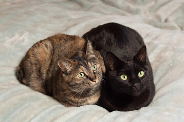 猫 並んで座る 二匹 兄妹