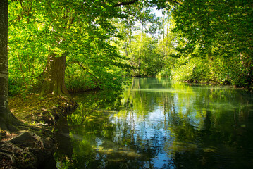 Obraz premium Natur am Hallwiler See im Aargau in der Schweiz