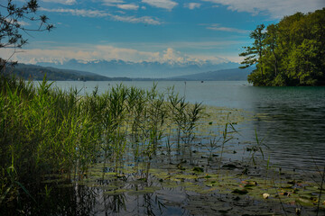 Natur am Hallwiler See im Aargau in der Schweiz