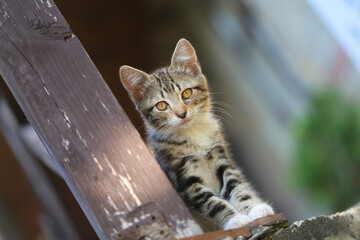 Obraz premium Photo of a beautiful funny little kitten
