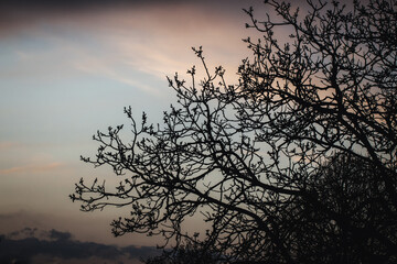 Silhouette of a tree and  leaves against the background of the evening sky