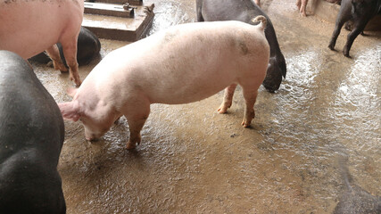Many very white pigs in the pen © sunet