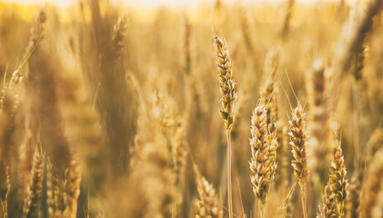 The field with wheat on sunset