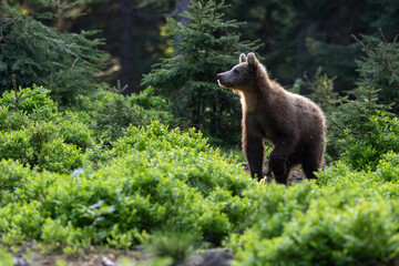 Young brown bear, ursus arctos,  walking in green summer forest with trees. Territorial furry mammal moving in woodland.