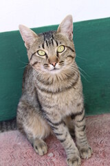 british shorthair cat
