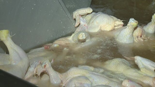 Poultry processing industry. Raw chicken meat production line.