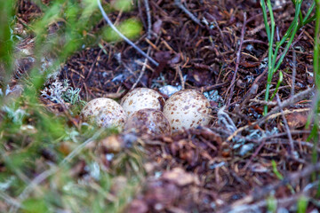 Capercaillie ( Tetrao urogallus) eggs in nest