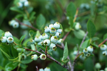 Unripe berries on a green bush of blueberry