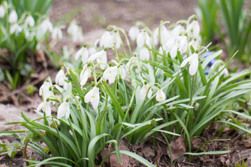 White snowdrops