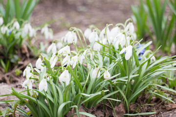 White snowdrops