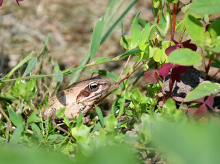 a brown frog sits in the grass.  Sandstones stuck to the muzzle