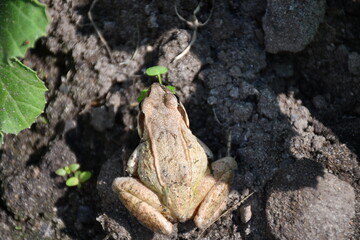 A top view of a brown frog sitting on the ground.