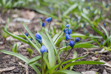 blue spring flowers