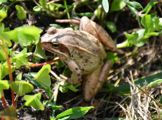 A top view of a brown frog sitting on the ground.
