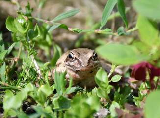a brown frog sits in the grass.  Sandstones stuck to the muzzle