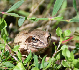 a brown frog sits in the grass.  Sandstones stuck to the muzzle