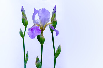 Three flowers purple iris flower on a blue background
