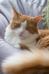 Beautiful red and white cat