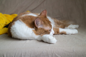 Beautiful red and white cat