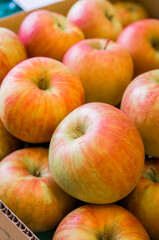 Fototapeta na wymiar もぎたてのリンゴ　青りんご　赤リンゴ