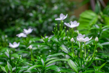 Pinwheel flowers with their buds and green leaves after a shower. Selective focusing on the near flowers