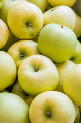 もぎたてのリンゴ　青りんご　赤リンゴ