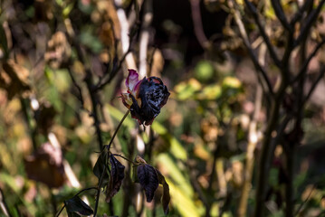 A pink rose scarred by a fire