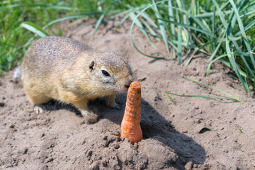 Ground squirrel sniffs a red carrot sticking out of the ground. Gopher with brown hair. Sand and green grass.