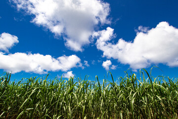 沖縄　サトウキビ畑