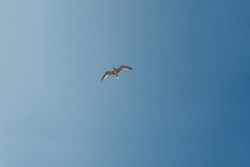 Seagull on a clear sky