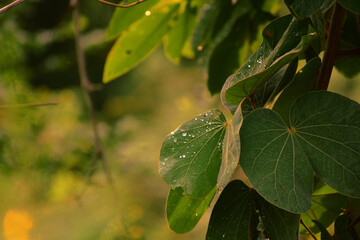 Obraz premium Wet leaves in forest after the rain. 