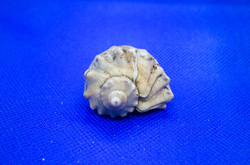 sea shell on blue background