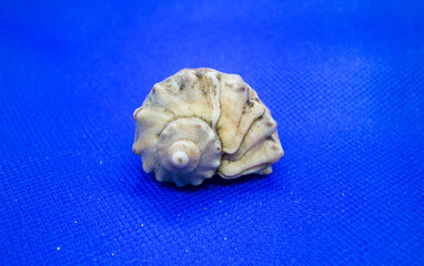 sea shell on blue background