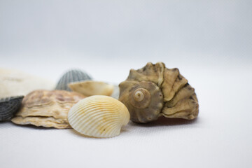 sea shells on a white background