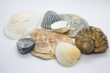 sea shells on a white background