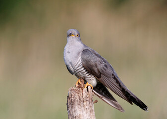Male cuckoo feeding and displaying