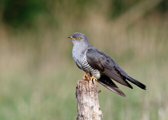 Male cuckoo feeding and displaying