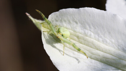 A crab spider, Misumena vatia on a white flower petal