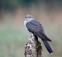Male cuckoo feeding and displaying