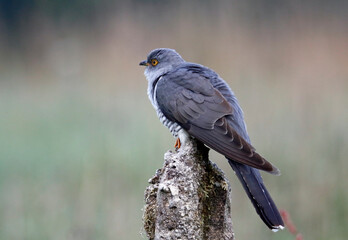 Male cuckoo feeding and displaying