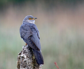 Male cuckoo feeding and displaying